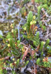 Cassiope tetragona