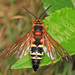 Eastern Cicada-killer Wasp - Photo (c) Judy Gallagher, some rights reserved (CC BY), uploaded by Judy Gallagher