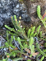 Cassiope tetragona