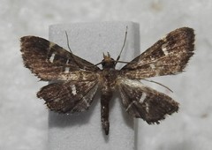 Diathrausta reconditalis