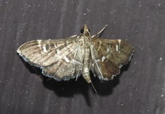 Diathrausta reconditalis