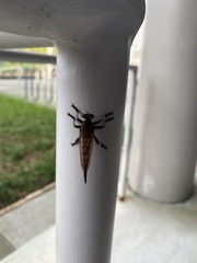 Promachus rufipes