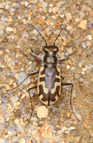 Hairy-necked Tiger Beetle photo 4