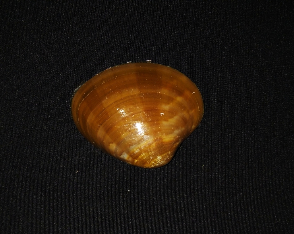 Chocolate Clam