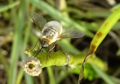 Systoechus candidulus