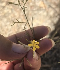 Gutierrezia californica