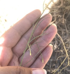 Gutierrezia californica