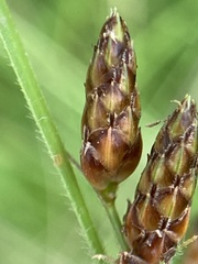 Fimbristylis tomentosa
