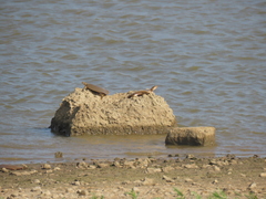 Apalone mutica mutica