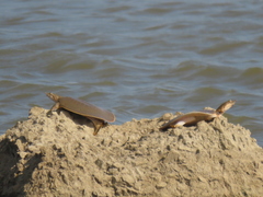 Apalone mutica mutica