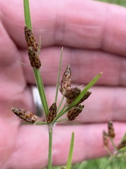 Fimbristylis tomentosa