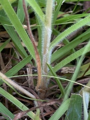 Fimbristylis tomentosa