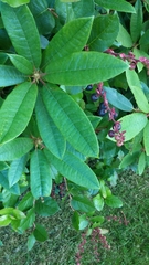 Rhododendron × hybridum