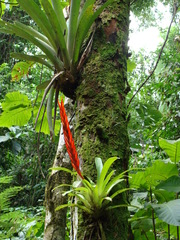 Vriesea