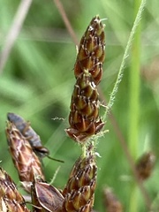 Fimbristylis tomentosa