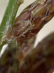 Fimbristylis tomentosa