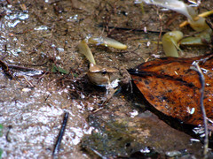 Crossodactylus gaudichaudii