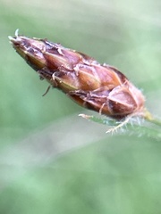 Fimbristylis tomentosa