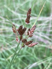 Fimbristylis tomentosa