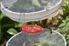 Phaethornis longirostris baroni