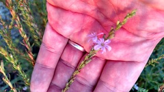 Lythrum alatum lanceolatum
