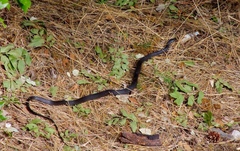 Hierophis viridiflavus carbonarius