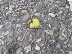Colias philodice eriphyle