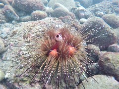 Astropyga pulvinata