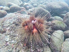 Astropyga pulvinata