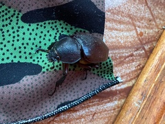 Xylotrupes gideon gideon