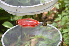 Phaethornis longirostris baroni