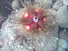 Astropyga pulvinata