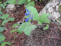 Salvia patens