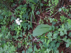 Govenia liliacea