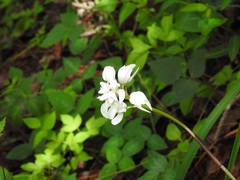 Govenia liliacea