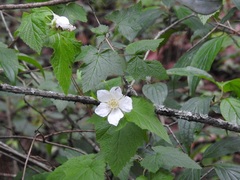 Rubus trilobus