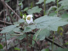Rubus trilobus