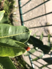 Harmonia axyridis