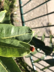Harmonia axyridis