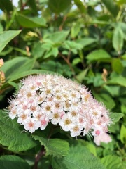 Spiraea hayatana