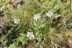 Gentiana newberryi tiogana