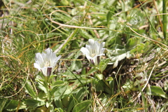 Gentiana newberryi tiogana