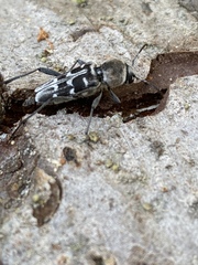 Xylotrechus albonotatus