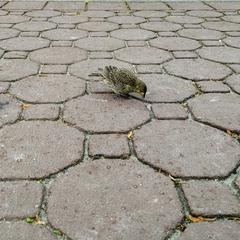 Molothrus ater