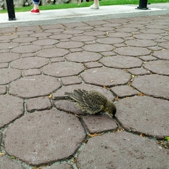 Molothrus ater