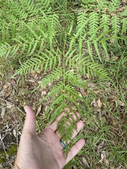 Pteridium caudatum