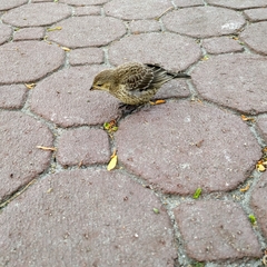 Molothrus ater