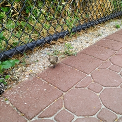 Molothrus ater