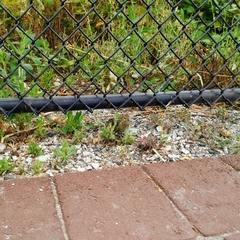 Molothrus ater