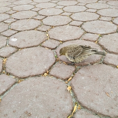 Molothrus ater